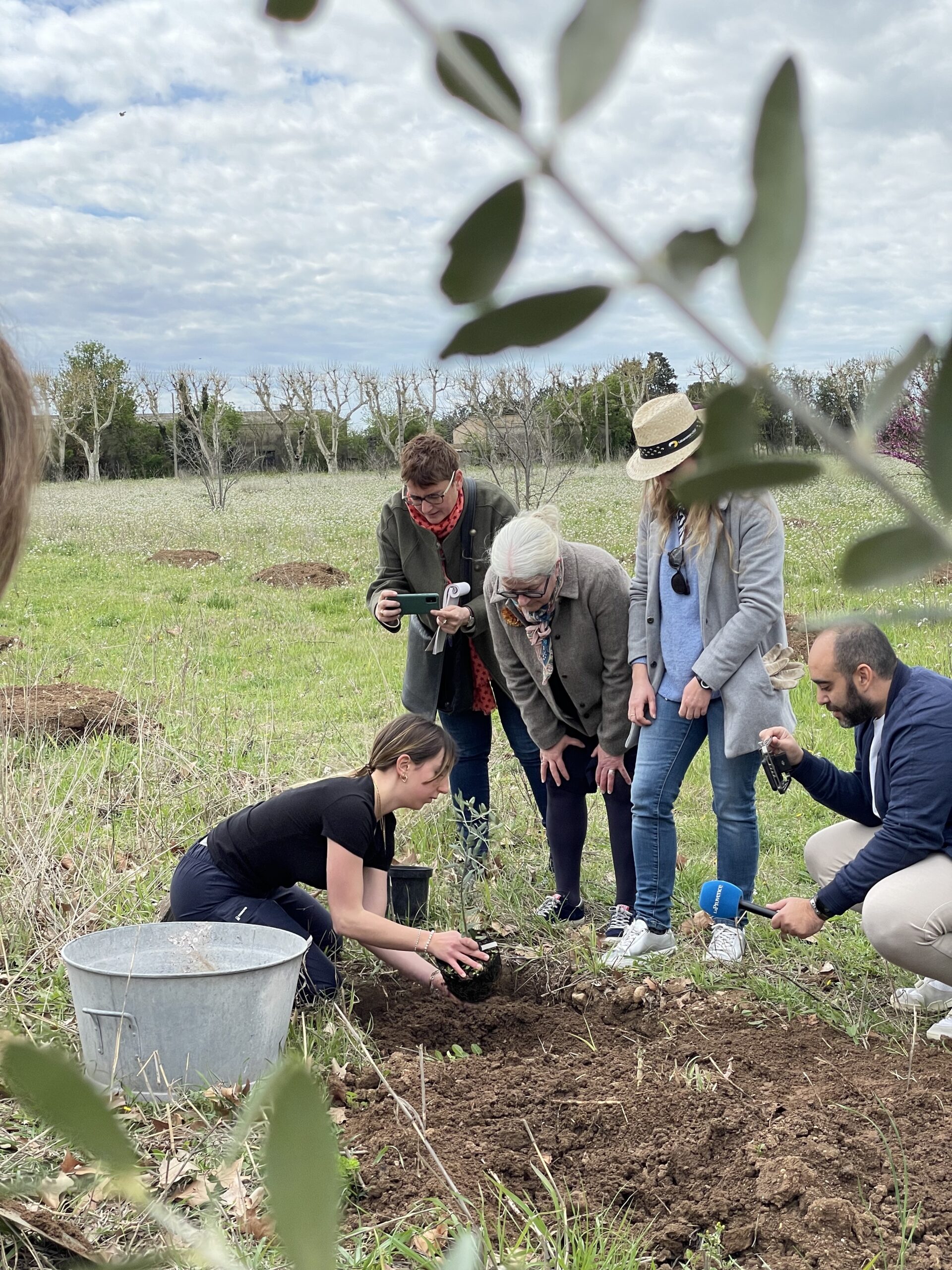 les journalistes capturent la plantation d'un olivier